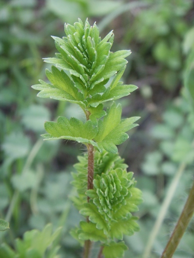 Sanguisorba minor